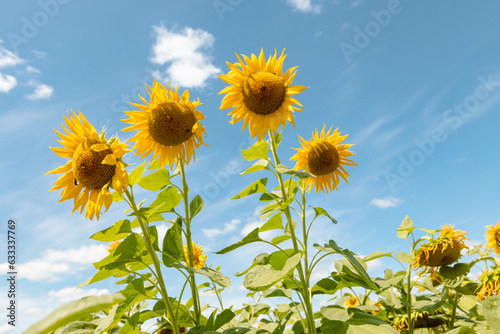 sunflower against sunny blue sky  sunflower cultivation concept