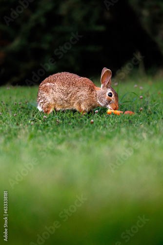 Old world rabbit (Oryctolagus cuniculus) in grass in Piemont © schame87