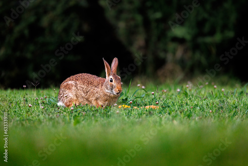 Fototapeta Naklejka Na Ścianę i Meble -  Old world rabbit (Oryctolagus cuniculus) in grass in Piemont