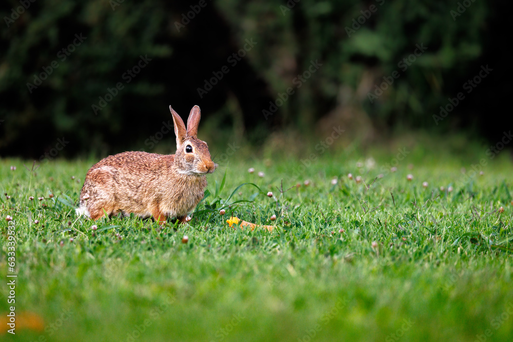 Old world rabbit (Oryctolagus cuniculus) in grass in Piemont Old world rabbit (Oryctolagus cuniculus) in grass in Piemont