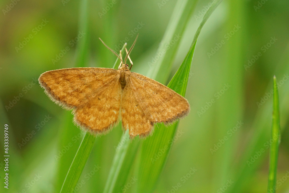 Closeup on a small orange Ochraceous Wave geometer moth, Idaea serpentat with spread wings Closeup on a small orange Ochraceous Wave geometer moth, Idaea serpentat with spread wings