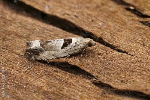 Closeup on the small Small Birch Bell tortricid moth, Epinotia ramella sitting on wood photo