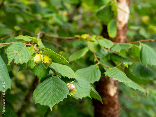 Foto detail of hazelnuts hanging on a branch of a common hazel tree (Corylus avellana