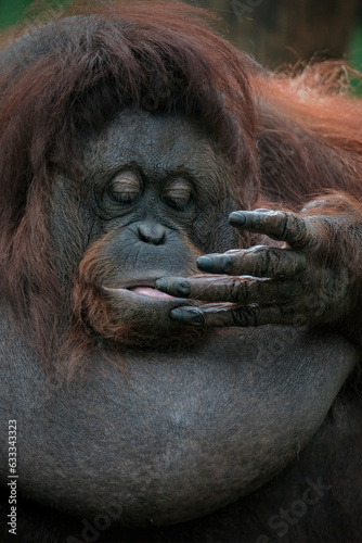 closeup bornean orangutan © Riadi