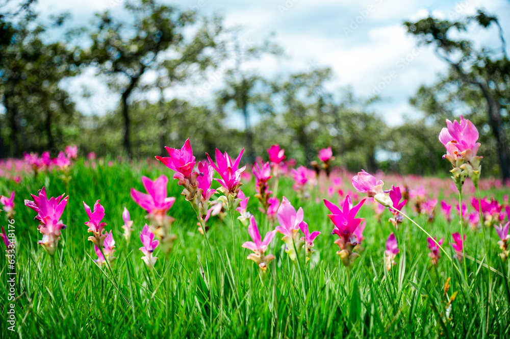 Pink Krachiew flowers grow at the Krachiew flower field in Sai Thong National Park, Chaiyaphum province, Thailand