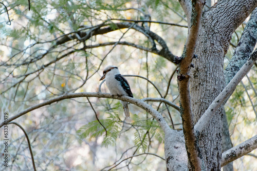 kookaburra on tree
