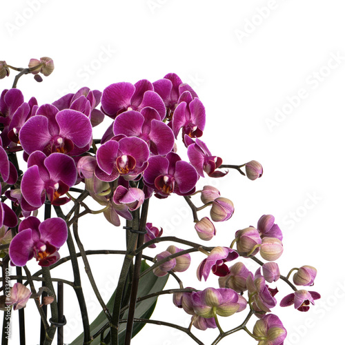 mini purple orchid isolated