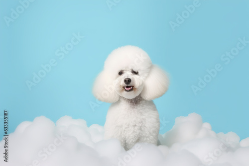 Cute white dog with fluffy fur. Pet, grooming, salon, minimal background with copy space