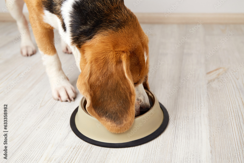 Poster Wandbilder A beagle dog eats dry food from a bowl. 40x26.7 cm