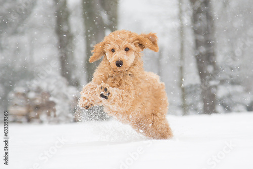 Poodle snow fun. Poodle puppy in the snowy Vienna Woods, Austria