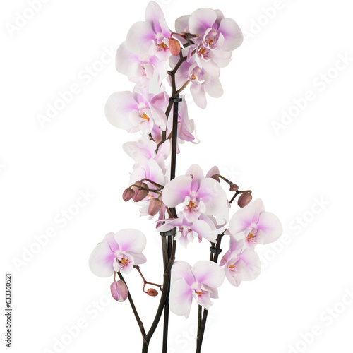 pink orchid © Elif Gökçe