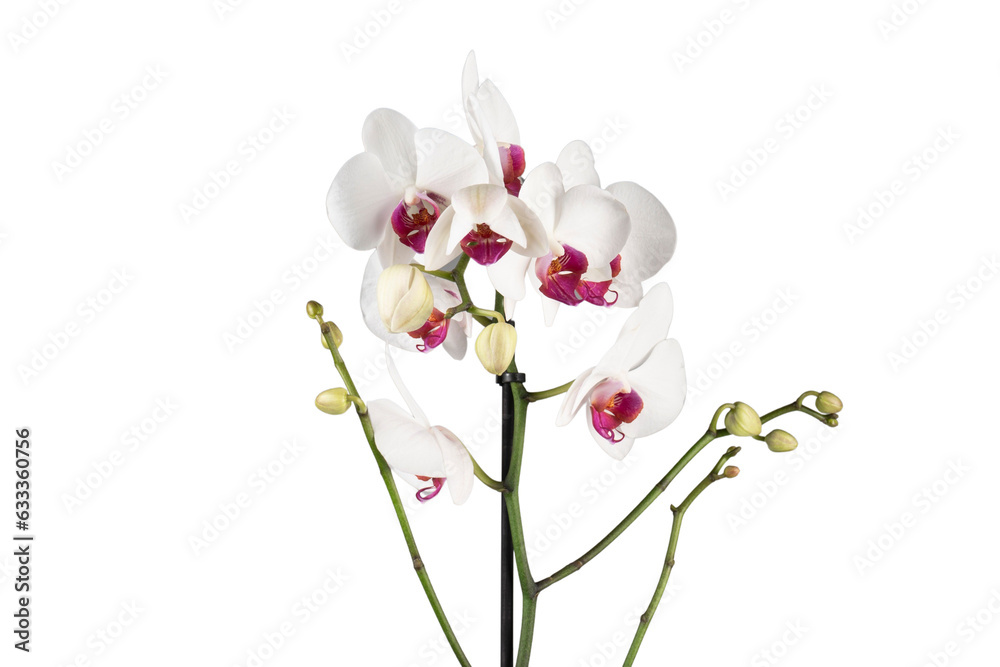 Obraz premium orchid isolated on white