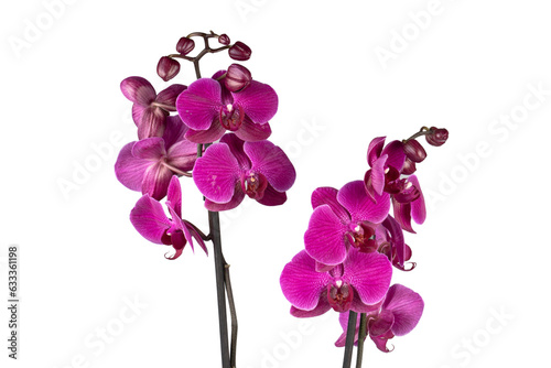 pink orchid isolated on white