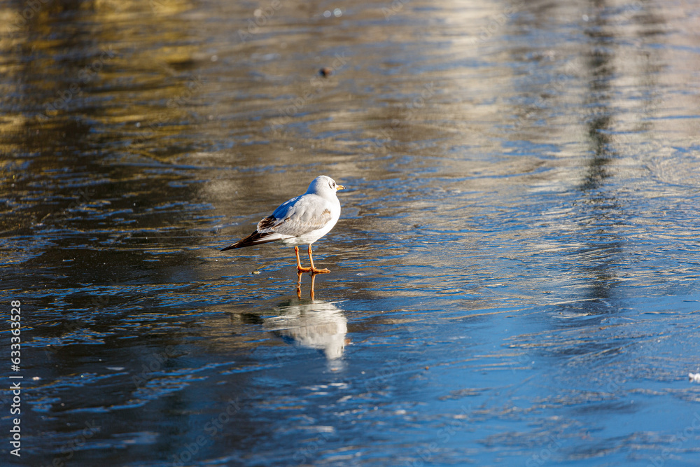 Seagull walking on a frozen lake Seagull walking on a frozen lake