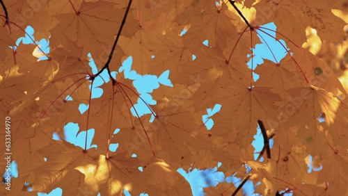 Autumn yellow maple leaves on a tree branch, fall colors background.