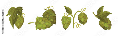 Fresh Hop Plants with Cones and Green Leaves Vector Set