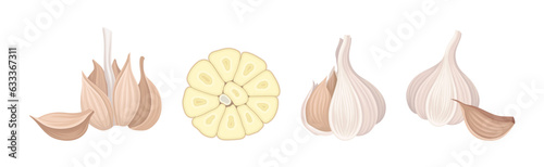 Garlic as Aromatic Healthy Condiment for Food Preparation Vector Set