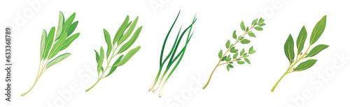 Kitchen Herbs or Potherbs as Spice and Condiment Vector Set