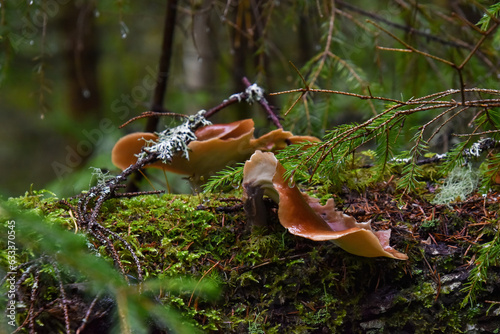 Strange mushrooms have grown on a broken tree