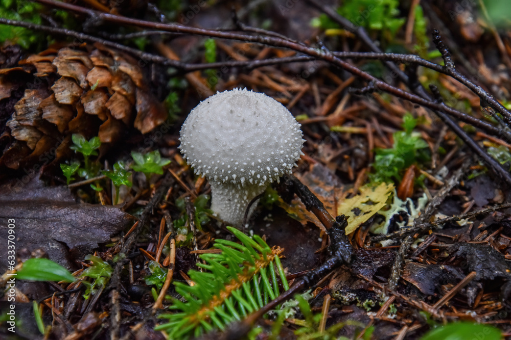 Lycoperdon perlatum, popularly known as the common puffball Lycoperdon perlatum, popularly known as the common puffball