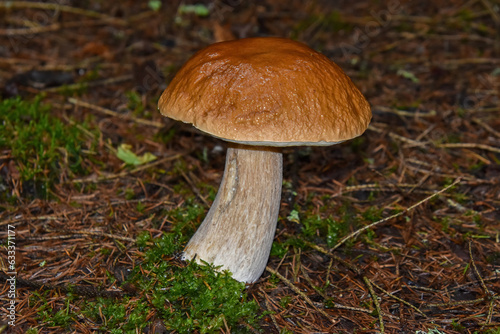 Beautiful boletus in the forest