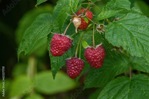 Rubus idaeus  raspberry  also called red raspberry or occasionally European red raspberry to distinguish it from other raspberry species 