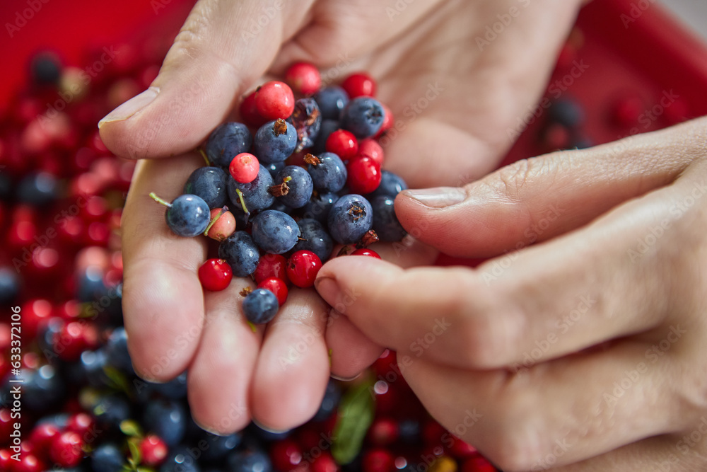 Sorting wild blueberries and lingonberries, fresh berries in handful. Sorting wild blueberries and lingonberries, fresh berries in handful.