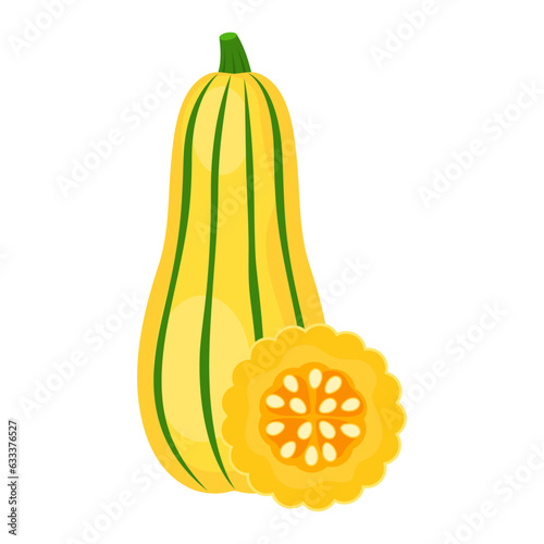 Delicata squash whole vegetable and slice isolated on white background. Cucurbita pepo. Peanut, Bohemian or winter squash icon. Vector illustration of vegetables in flat style.