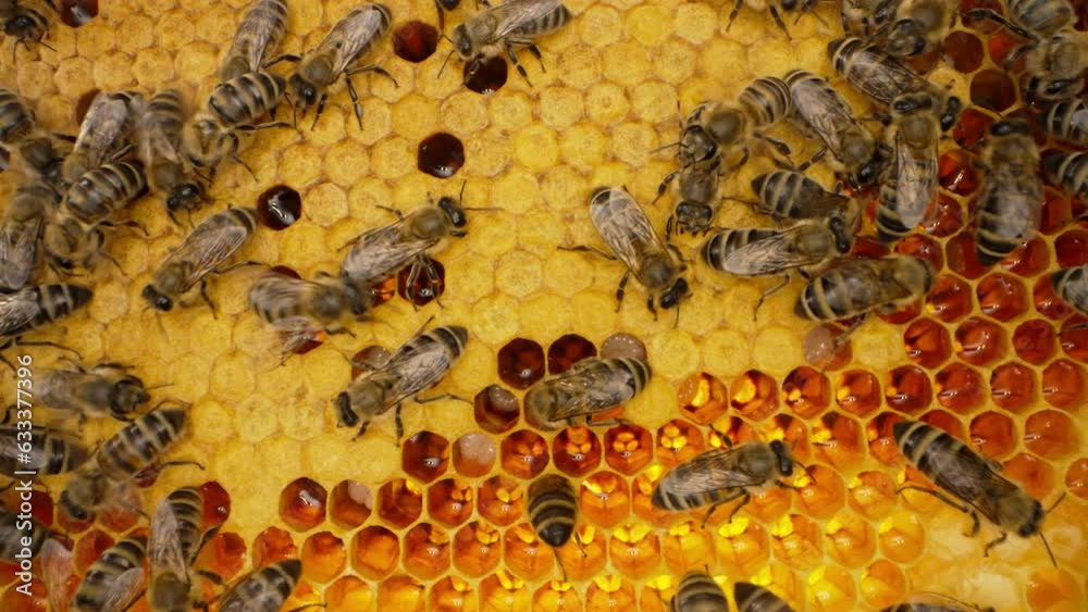 Bees family working on honeycomb in apiary. Life of Carniolan honey bee in hive Bees family working on honeycomb in apiary. Life of Carniolan honey bee in hive