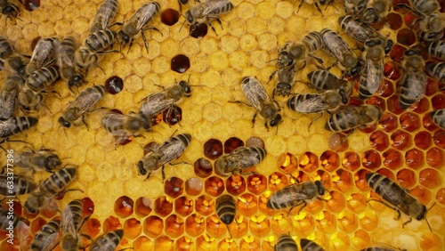 Bees family working on honeycomb in apiary. Life of Carniolan honey bee in hive