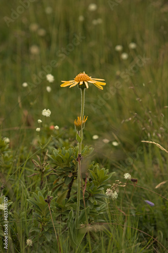 Arnica montana, also known as wolf's bane, leopard's bane, mountain tobacco