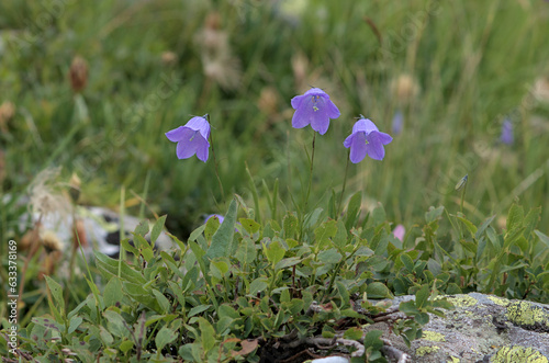 Campanula cochleariifolia, earleaf bellflower