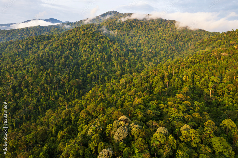 Fototapeta premium landscape of the tropical rainforest and mountains