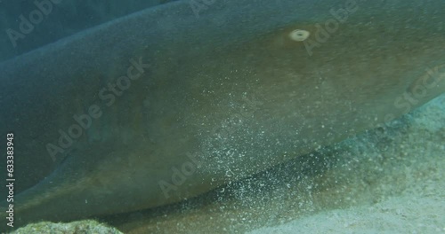 Nurse shark chuffs on sea bed.
