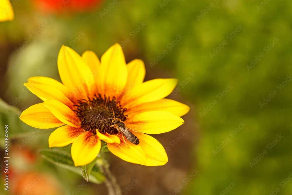 Zwergsonnenblume mit Honigbiene Zwergsonnenblume mit Honigbiene