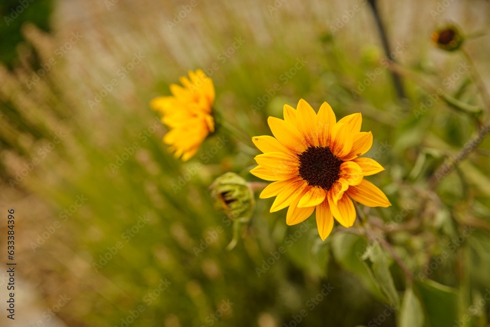 Minisonnenblume im Hausgarten Minisonnenblume im Hausgarten