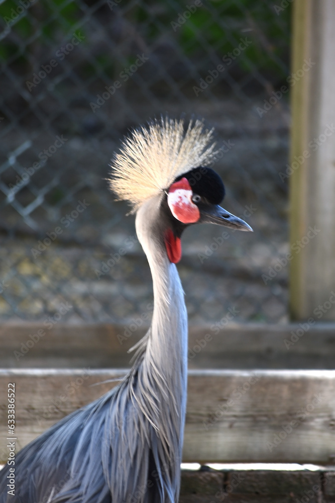 Fototapeta premium The gray crowned crane is a gruiform bird in the family Gruidae.