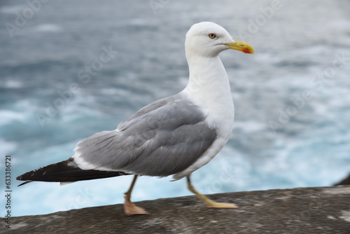 Gulls are closely related to terns