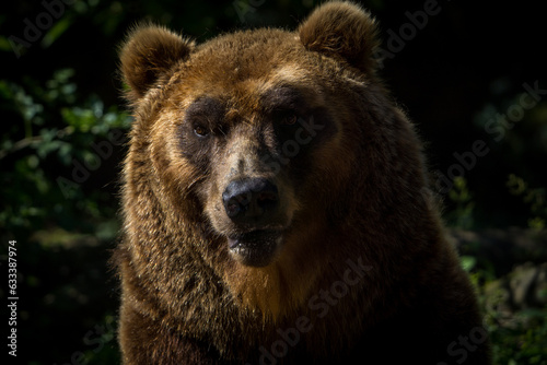 Kamchatka bear portrait in nature park