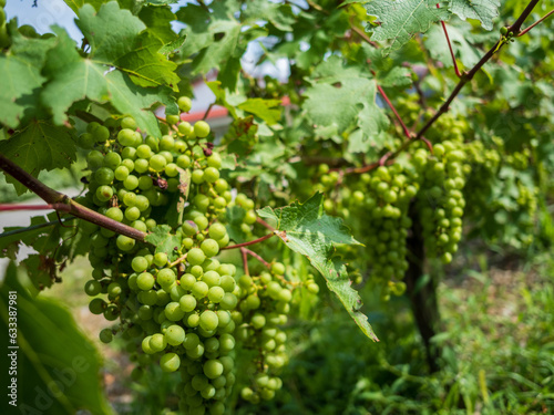 grapes on vine (ID: 633387981)