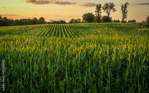 cornfields at sunset