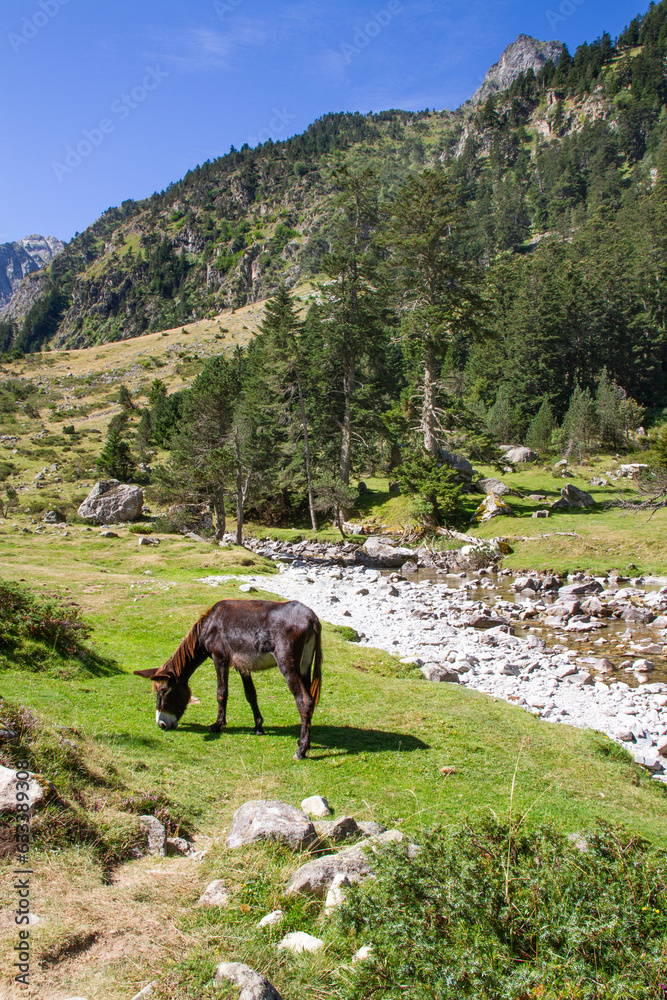 Un âne noir solitaire dans la montagne verte à la fin de l'été