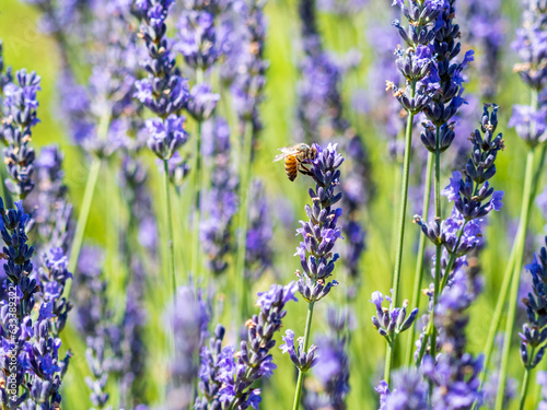 honey bees in a lavender field (ID: 633389322)