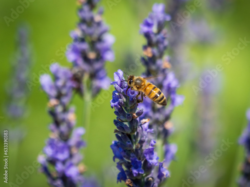 honey bees in a lavender field (ID: 633390383)