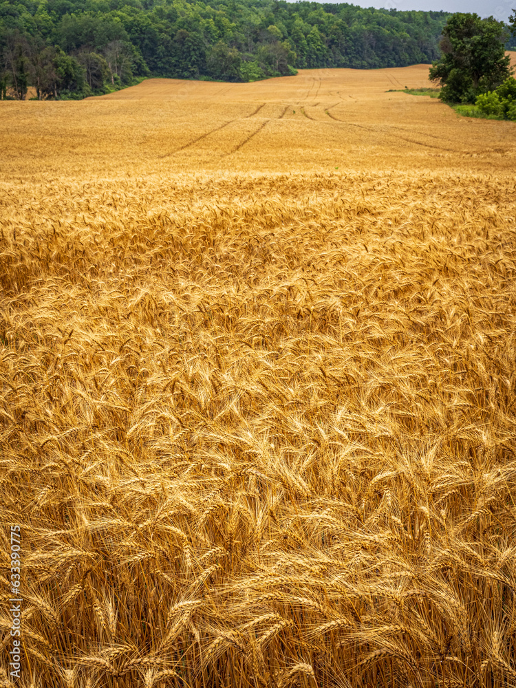Fototapeta premium golden wheat field