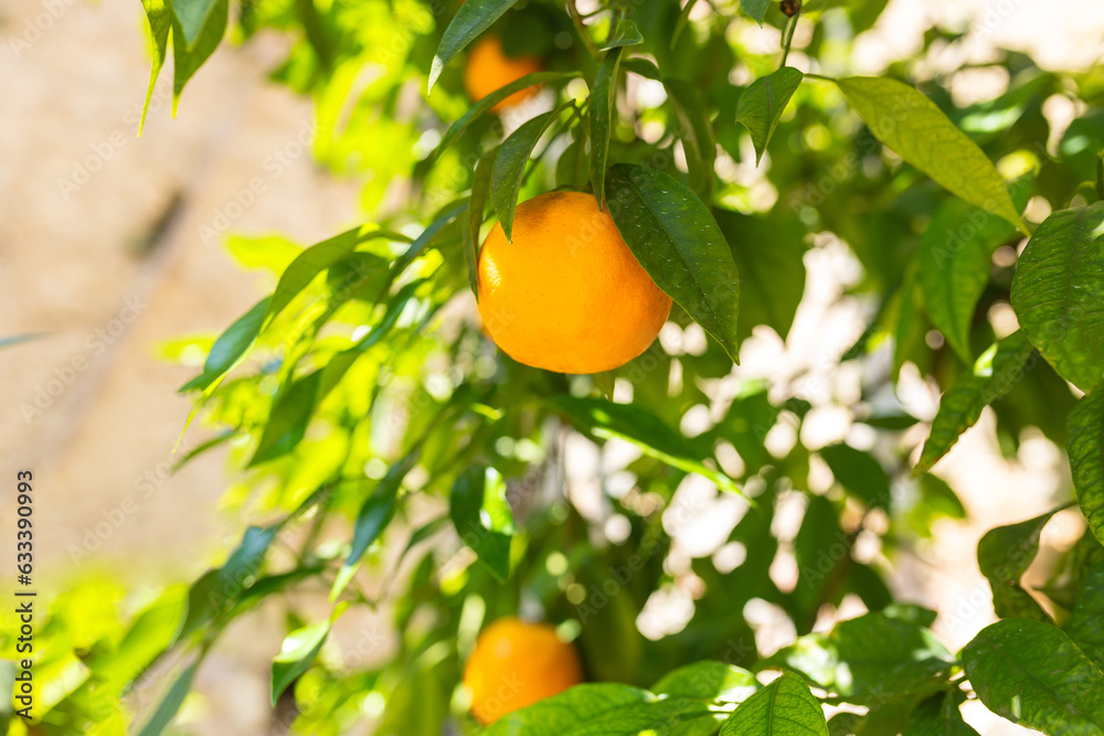 A branch full of citrus fruit hangs from a green tree