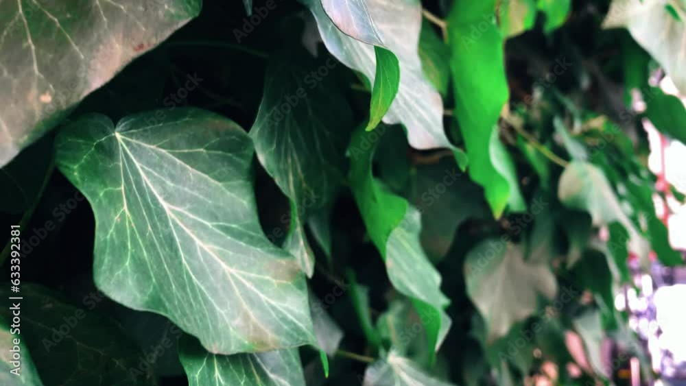 Rich green leaves of a Ivy tree waving in wind. Beautiful roundish bokeh. Sun shining. Abstract slow motion shot Rich green leaves of a Ivy tree waving in wind. Beautiful roundish bokeh. Sun shining. Abstract slow motion shot