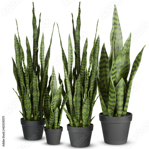 sansevieria Long-leaved tree with tiger stripes in a pot cut out isolated transparent background photo