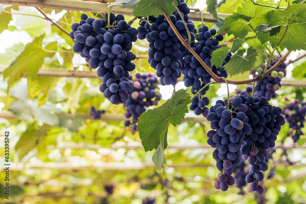 Grape Vines in Vineyard. Harvesting Grapes Background. Copy Space.