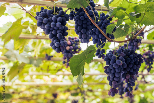 Wallpaper Mural Grape Vines in Vineyard. Harvesting Grapes Background. Copy Space. Torontodigital.ca
